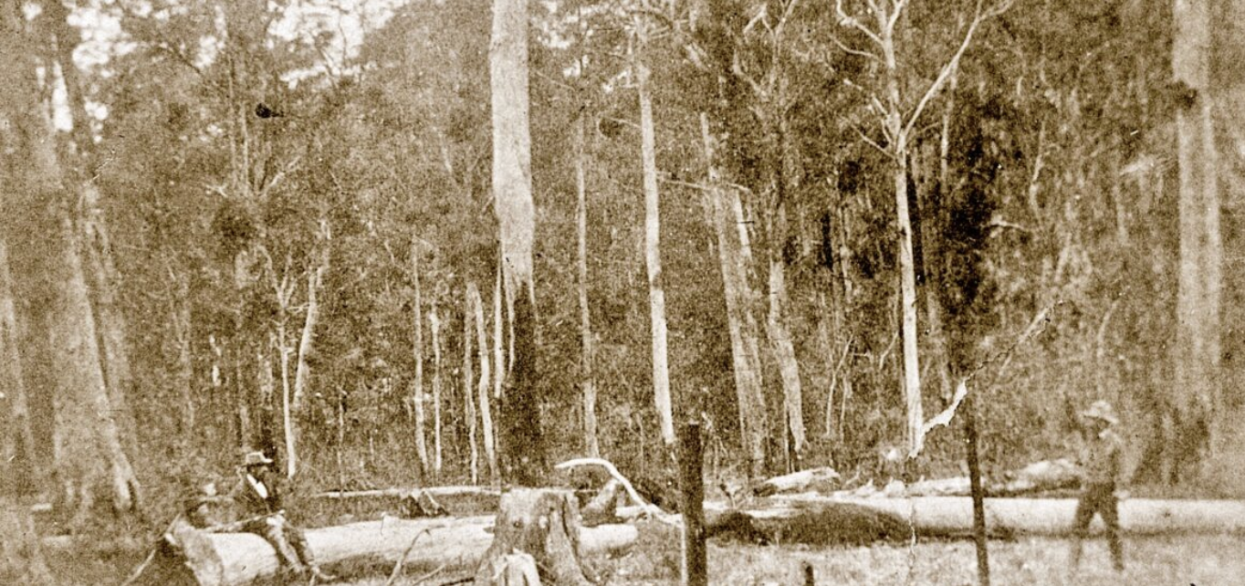 Sepia photograph of a forest clearing with fallen logs, a man seated on a log at left and another standing at right.